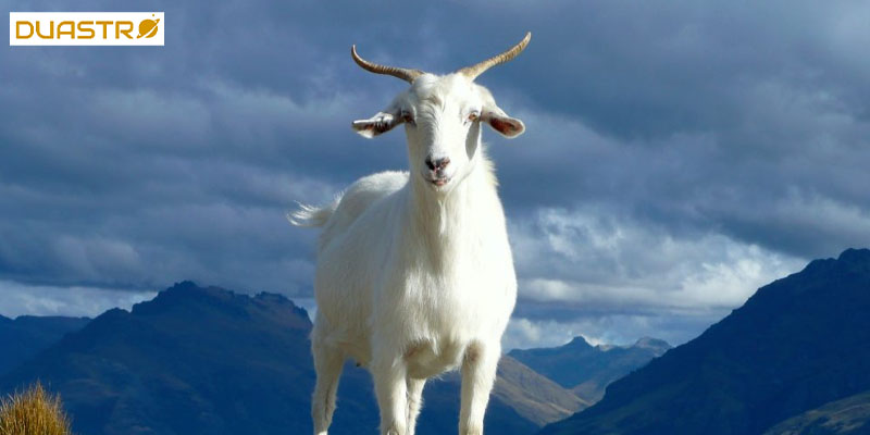 Capricorn Astro Wisdom 